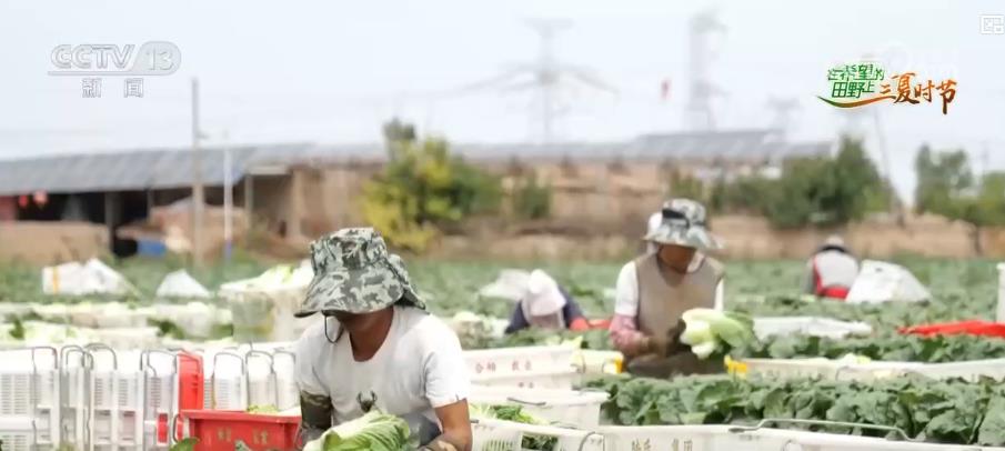 绿意盎然的“钱袋子”：高原夏菜成富民产业