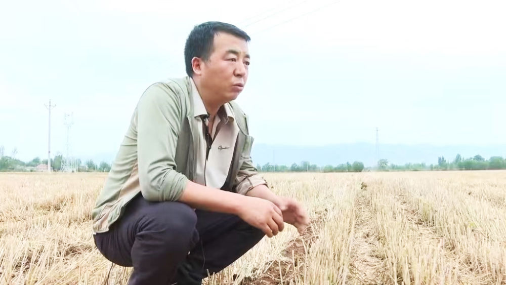 “三夏”生产一线观察｜听，种粮大户的“丰收密码”