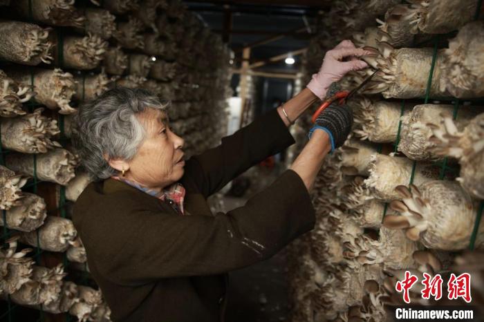 一朵菇 一支笔 一根竹 何以撬动浙江山区百亿产业？