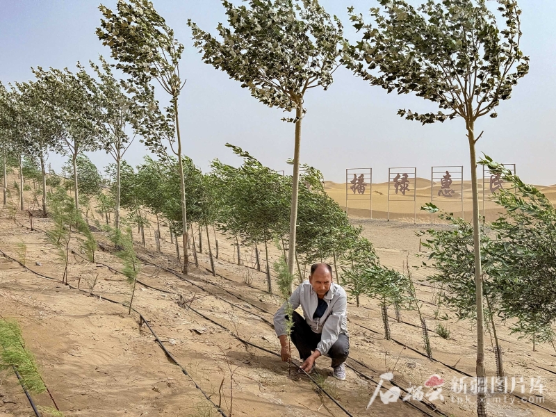 环着沙漠看新疆丨沙生植物种出生态经济双赢