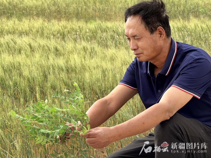 环着沙漠看新疆丨沙生植物种出生态经济双赢