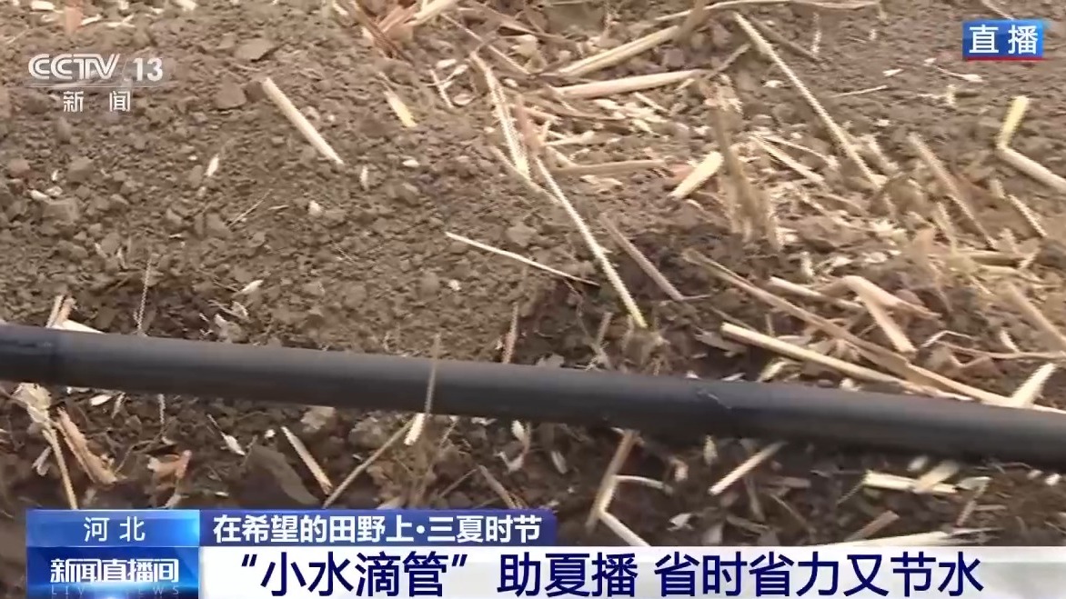 AI解锁丰收密码丨把滴灌带“种”进玉米地 干旱时也能实现高效灌溉