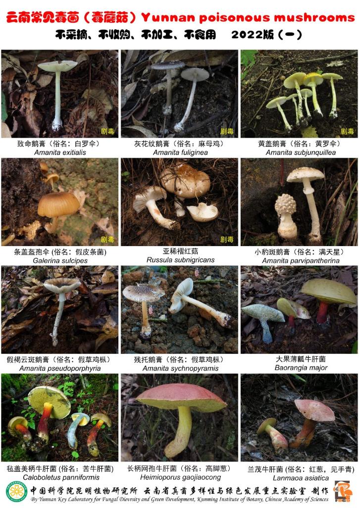 唠“科”话丨冰箱和洗衣机说话？菌子中毒不好玩、很危险！