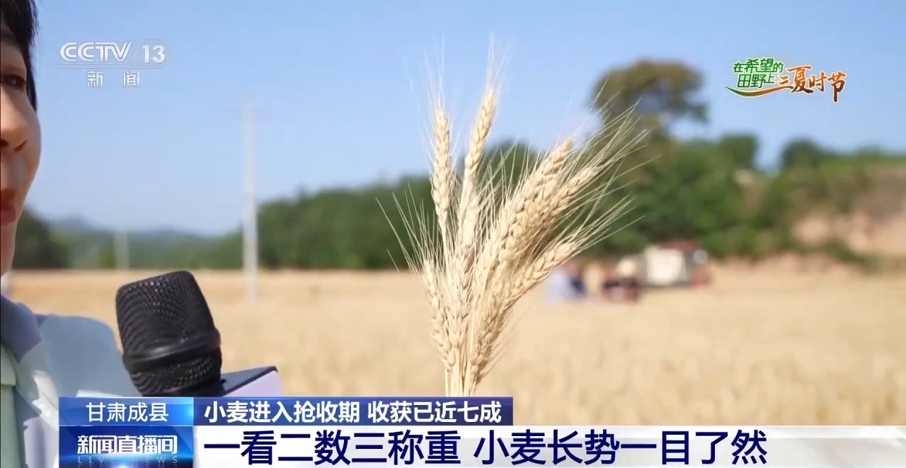 一看二数三称重四“统一” 解锁层层梯田上小麦的丰收密码