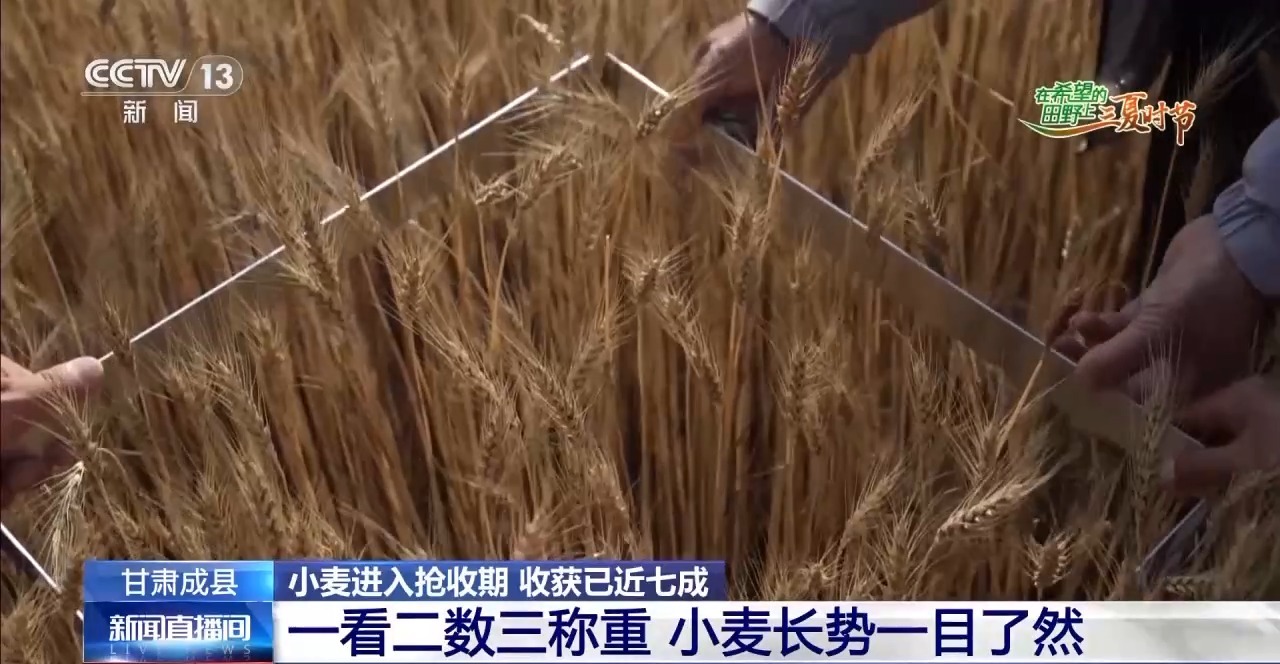 一看二数三称重四“统一” 解锁层层梯田上小麦的丰收密码
