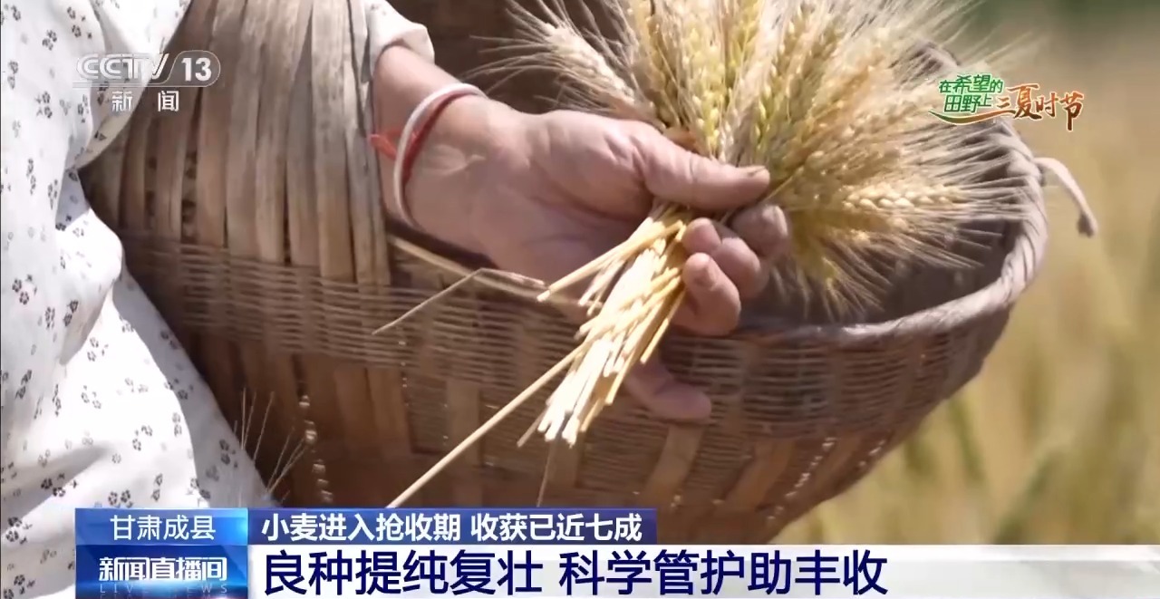 一看二数三称重四“统一” 解锁层层梯田上小麦的丰收密码
