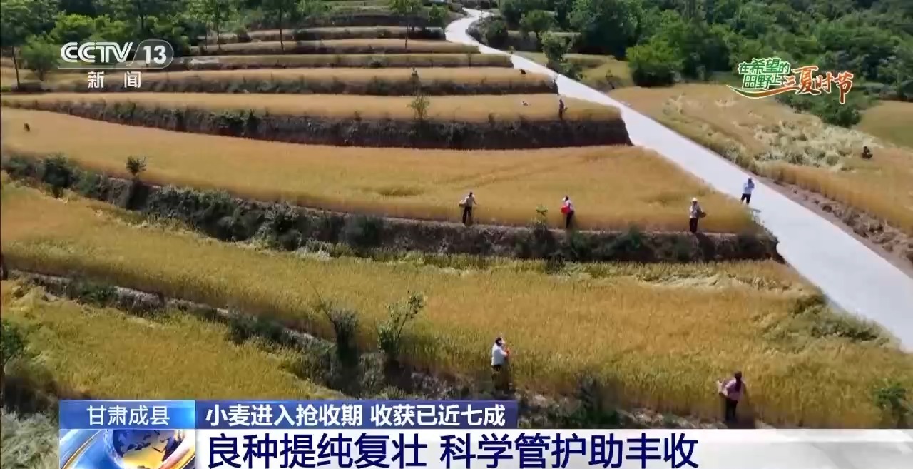 一看二数三称重四“统一” 解锁层层梯田上小麦的丰收密码