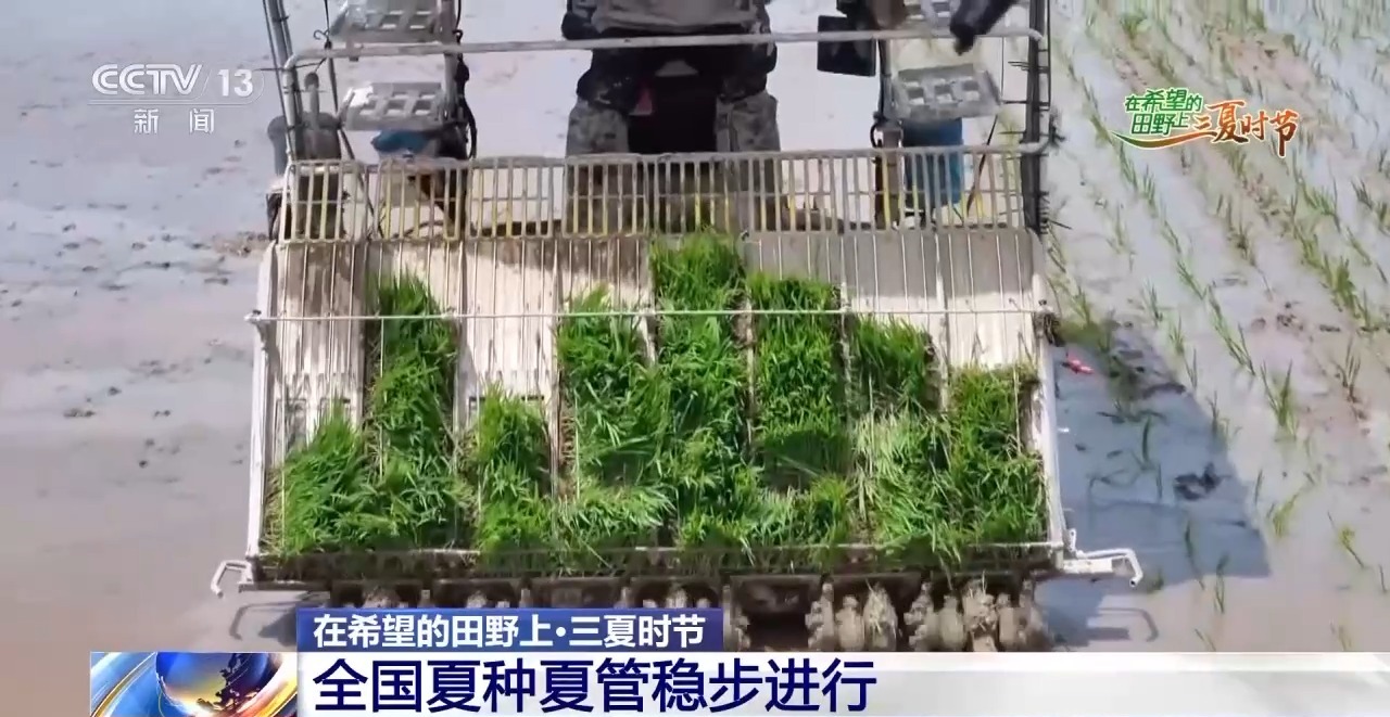 一看二数三称重四“统一” 解锁层层梯田上小麦的丰收密码