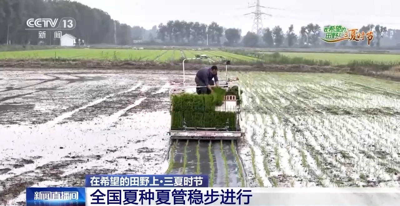 一看二数三称重四“统一” 解锁层层梯田上小麦的丰收密码