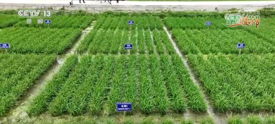 水稻品种田间“竞技”、24小时“哨兵”站岗 多维度解锁智慧“三夏”