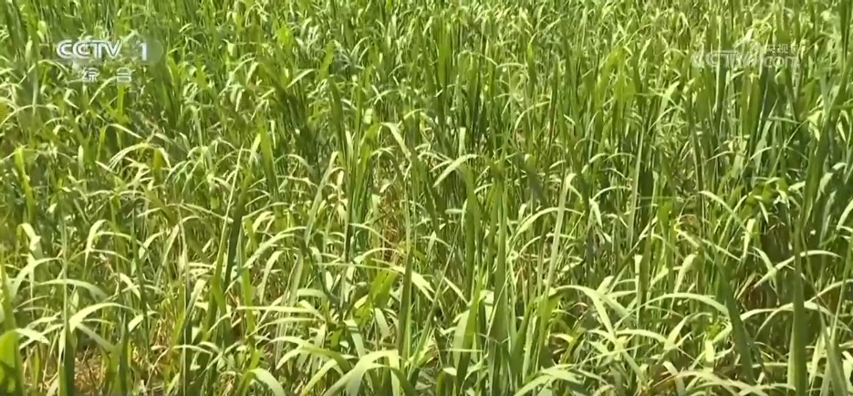 万物至盛 欣欣向荣 希望的田野上奏响丰收“欢歌”