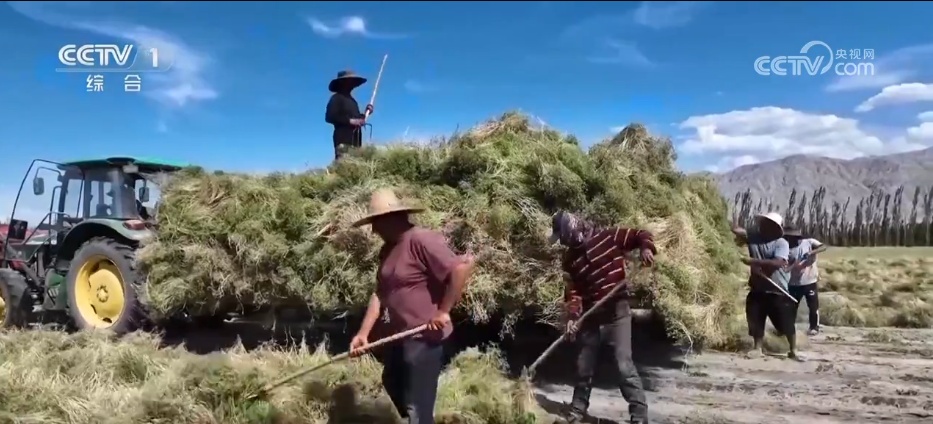 万物至盛 欣欣向荣 希望的田野上奏响丰收“欢歌”