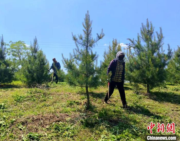 （乡村行·看振兴）吉林辉南荒山变“绿色银行” 绿水青山有“钱景”