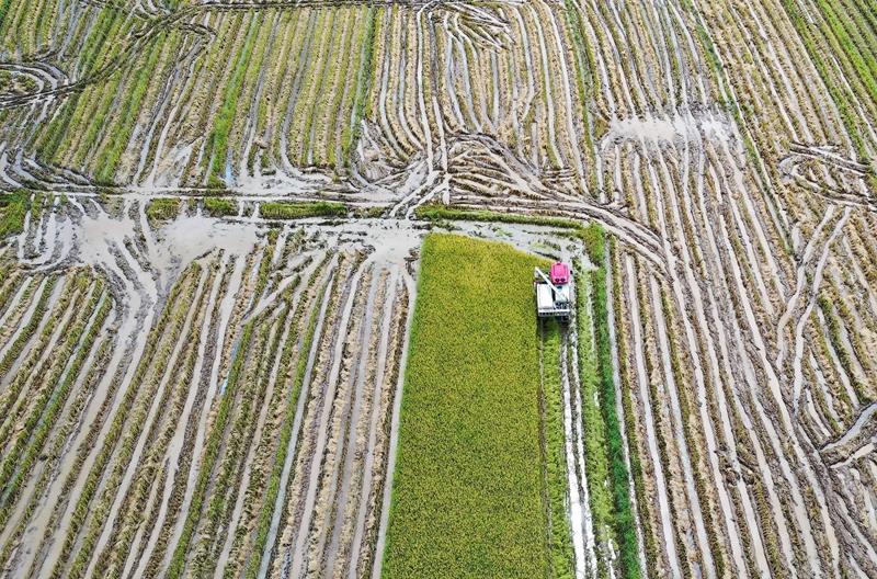 时政微观察丨牢牢守住耕地保护红线，总书记念兹在兹