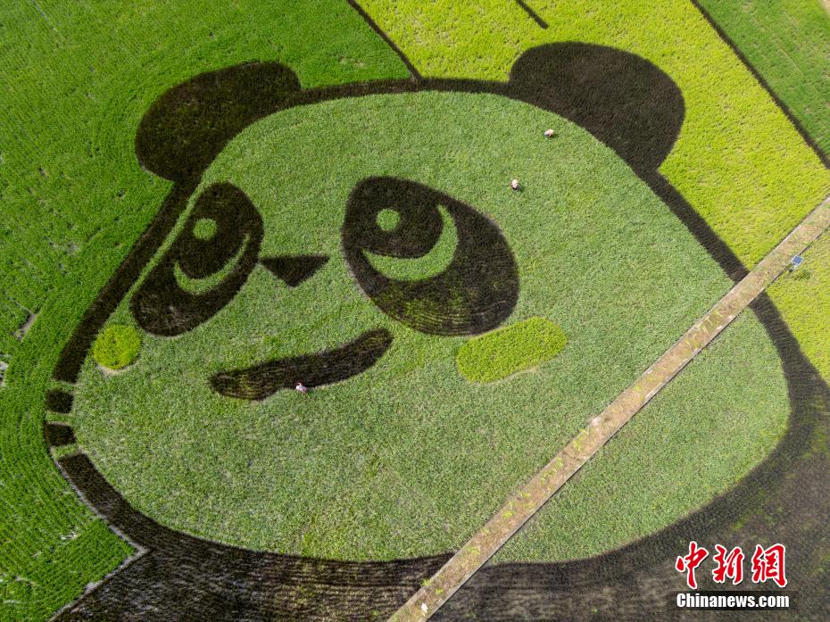 四川成都：彩色水稻种出巨型“大熊猫”