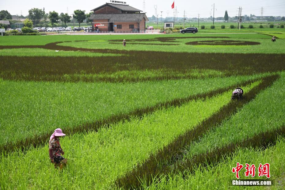 四川成都：彩色水稻种出巨型“大熊猫”