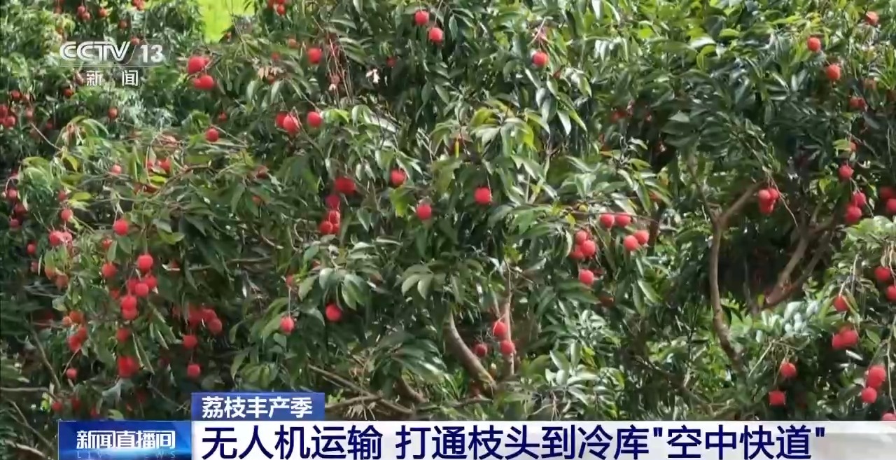从岭南枝头到全球餐桌 广东荔枝解锁“四季鲜”密码