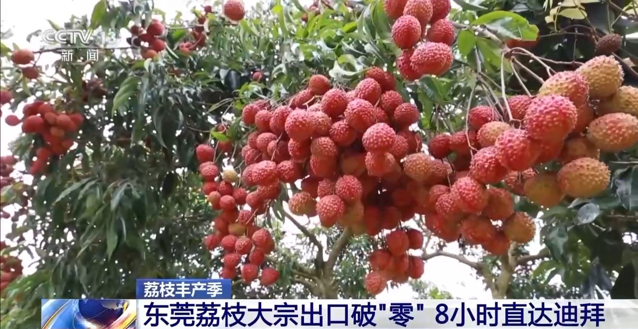 从岭南枝头到全球餐桌 广东荔枝解锁“四季鲜”密码