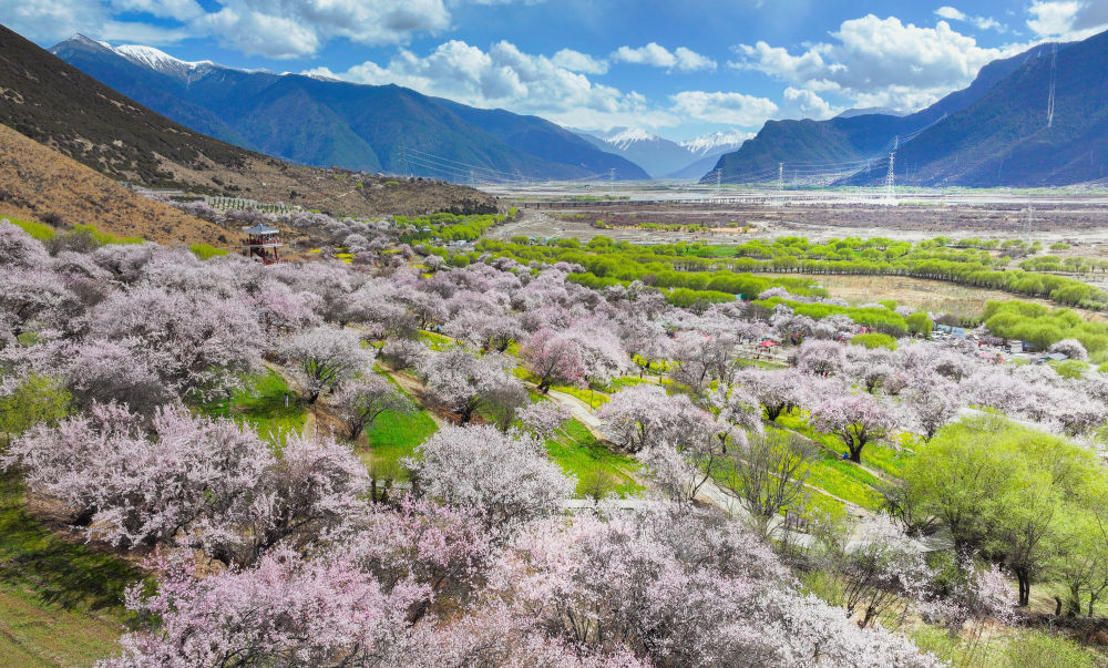 镜观·回响｜擦亮兴边富民的“桃花村”品牌