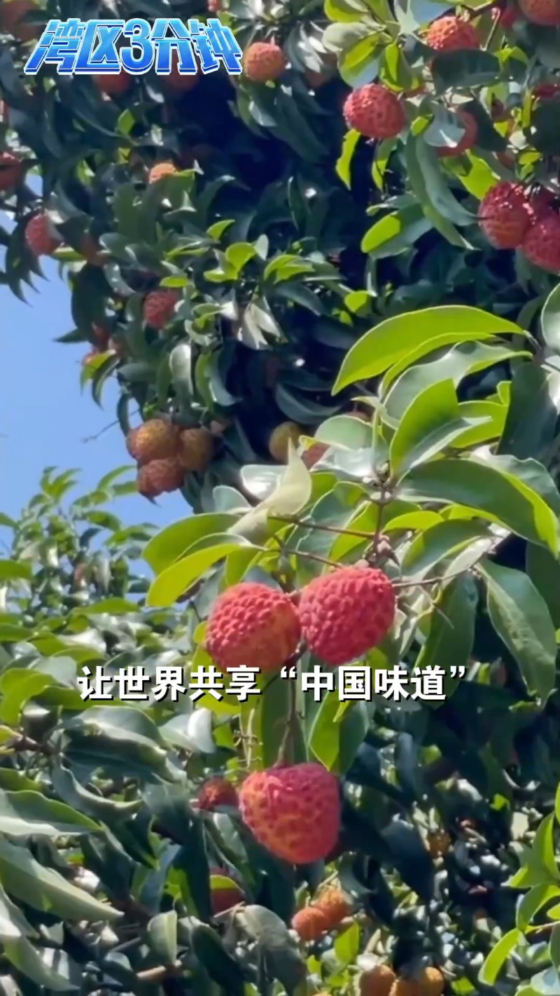 千年荔路今再启 一颗荔枝有多少种可能？
