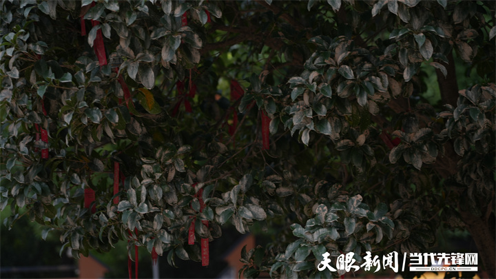 天眼关注｜洪峰中托起的高考梦