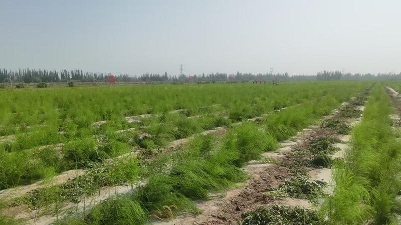 新疆协助新疆的景观｜沙地使“金”江西辅助新疆援助Xinjiang Agreat Asparagus