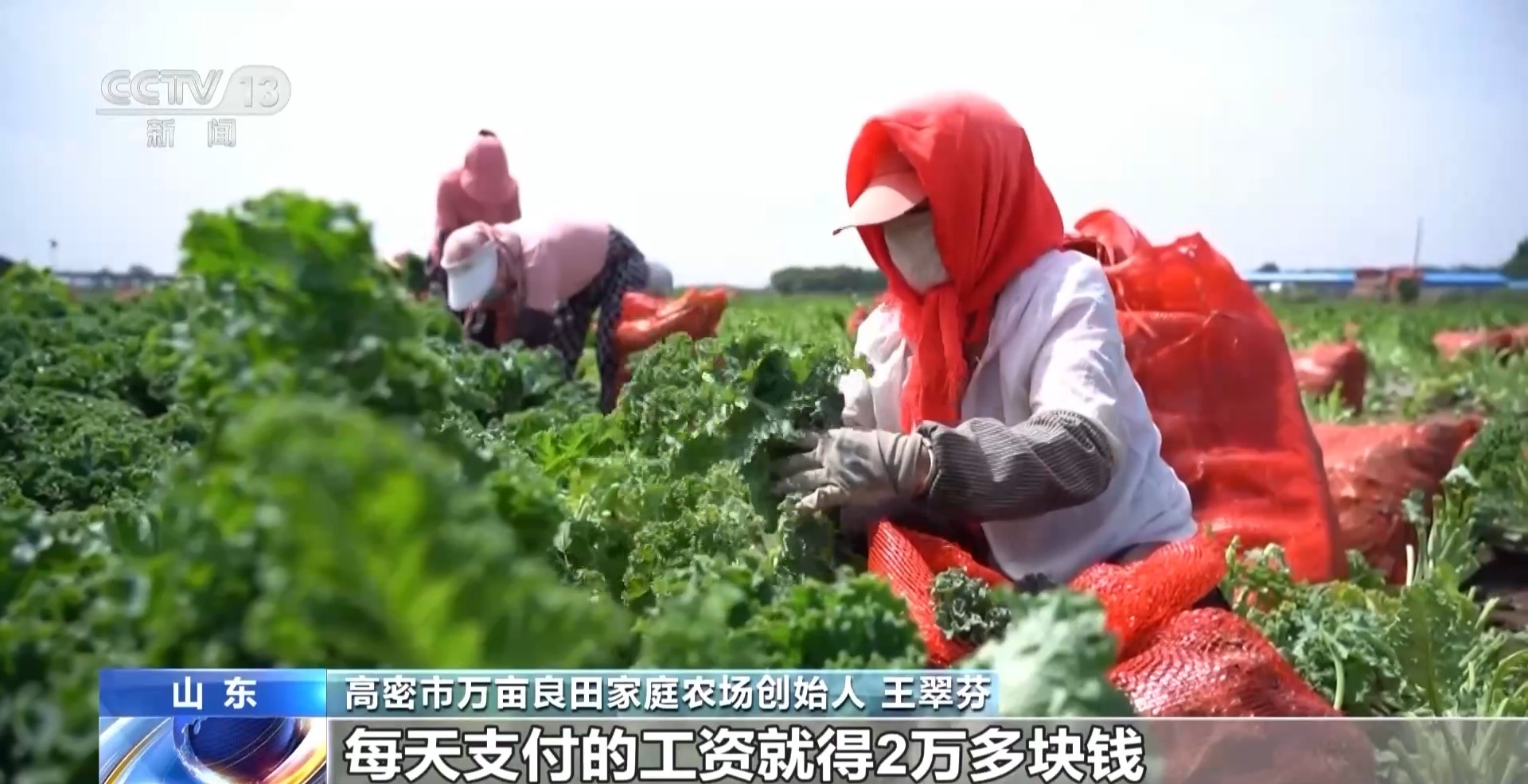 一杯奶茶如何重塑万亩良田？解码中国奶茶“地域密码”