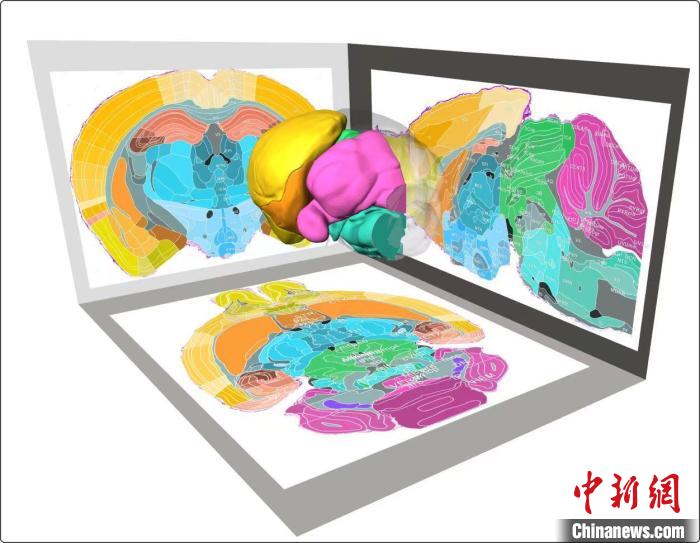 中国科学院院士骆清铭团队制作出1微米分辨率小鼠三维脑图谱