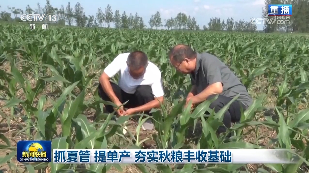 抓夏管 提单产 夯实秋粮丰收基础