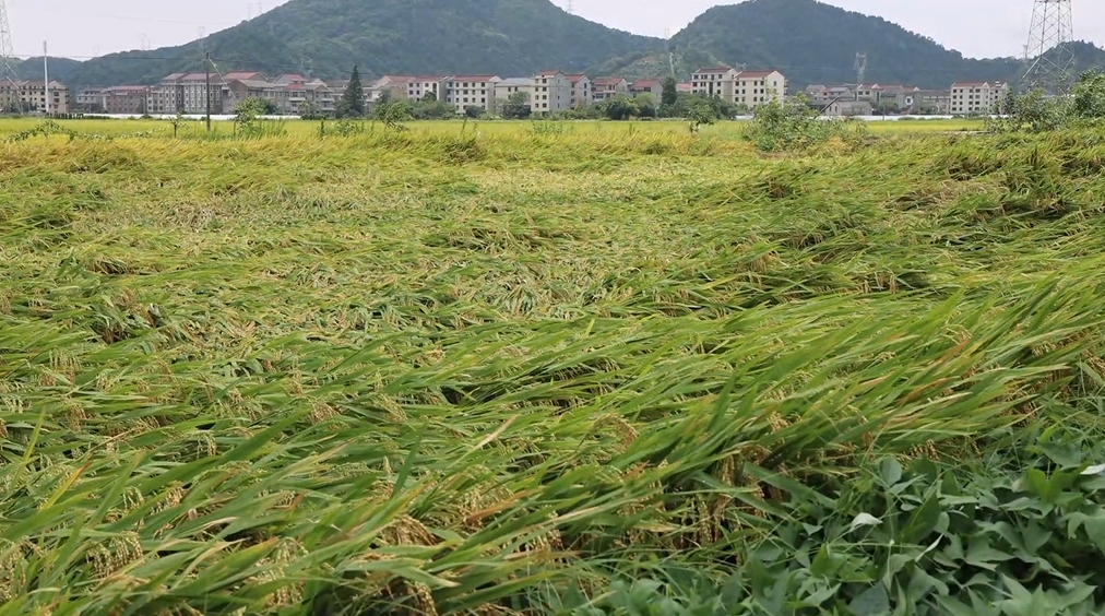 抢收水稻、排查隐患……台风登陆后 浙江各地抢险救灾进行时