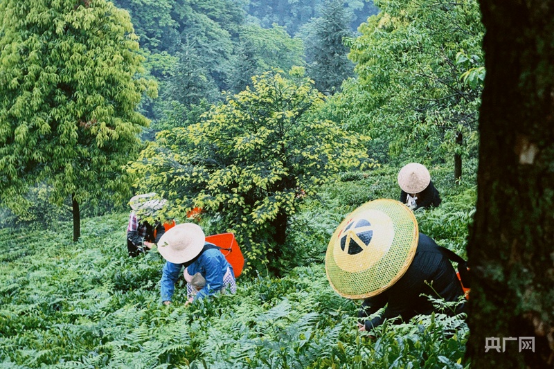 沿着纬度听中国｜寻味安化：薪火茶语 酿出时光沉香
