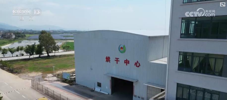 早稻收获“加速跑”：单产提升行动显成效 丰收基础稳
