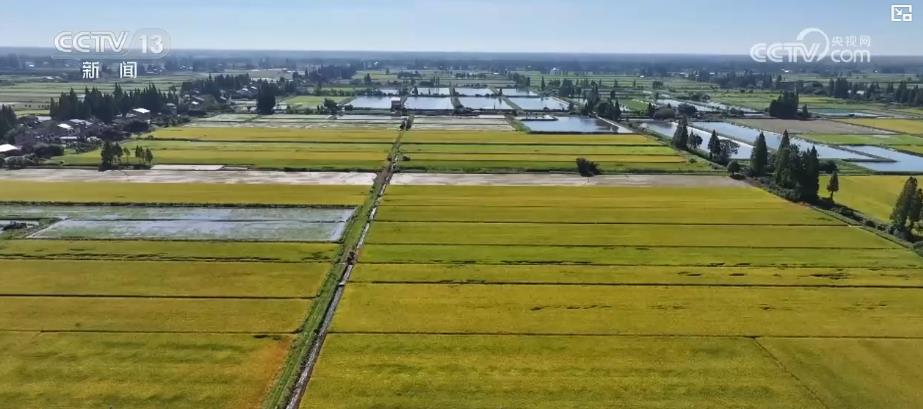 早稻收获“加速跑”：单产提升行动显成效 丰收基础稳