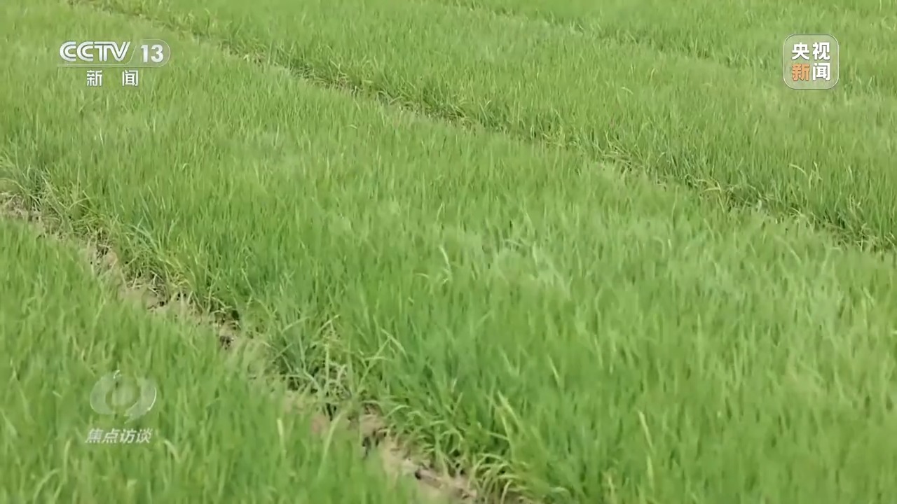 良田+良种+良机+良法 来看各地保丰收秘籍