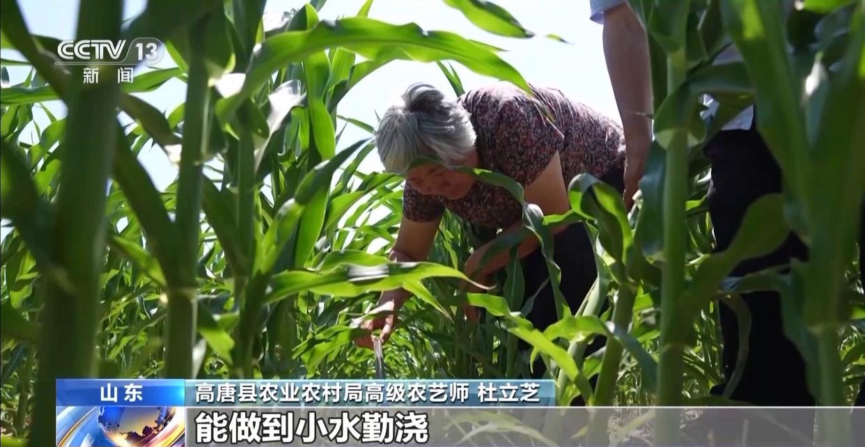 早稻丰收在望 秋粮长势良好 今年的粮食有保障