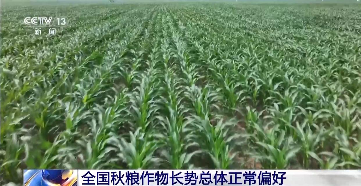 早稻丰收在望 秋粮长势良好 今年的粮食有保障
