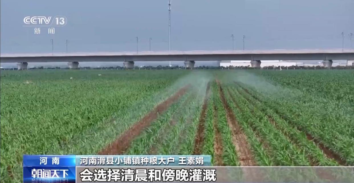 早稻丰收在望 秋粮长势良好 今年的粮食有保障
