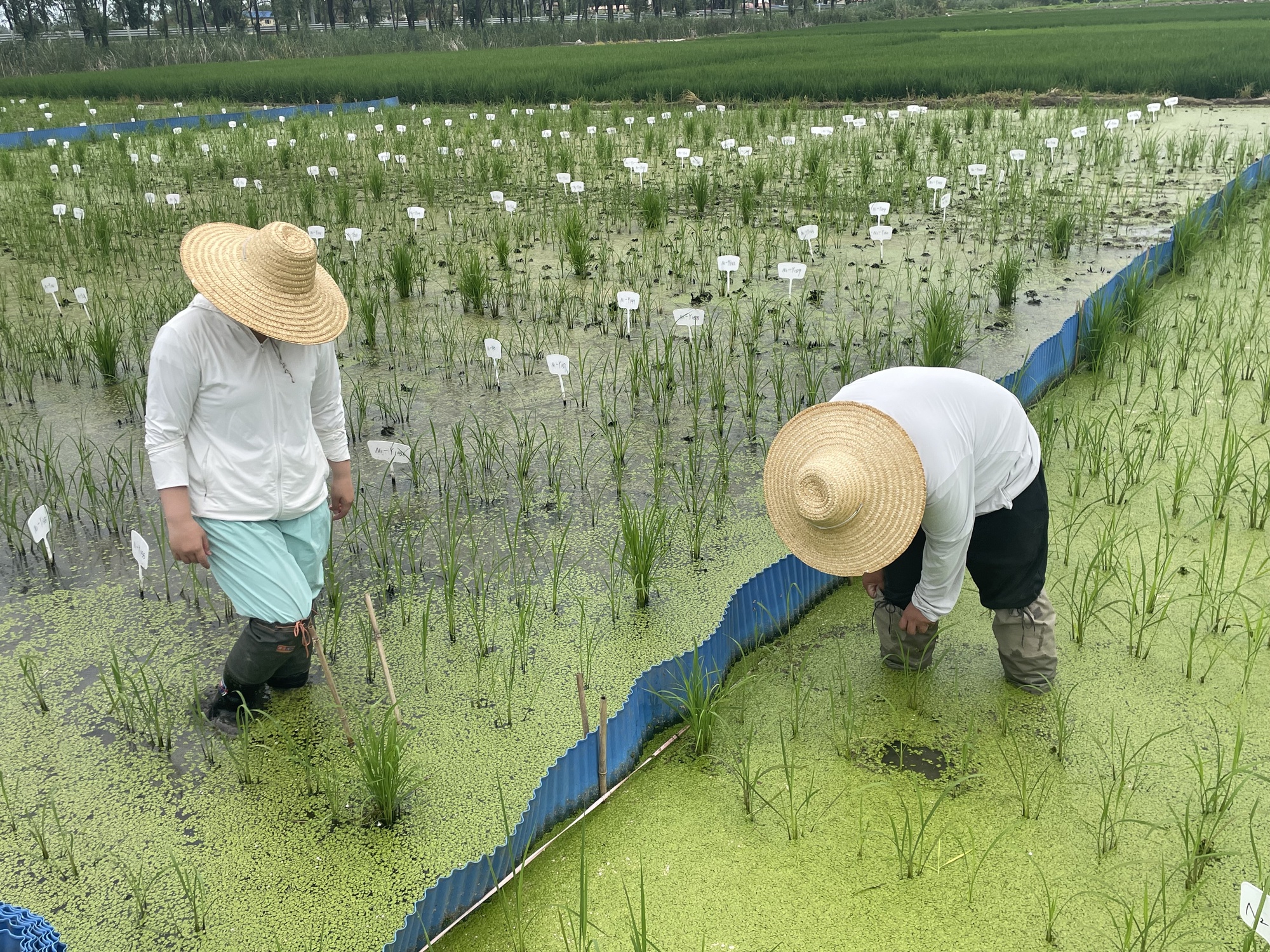 用青春守护把爱粮节粮意识“植入”心田
