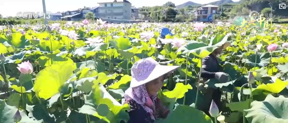 夏日丰收季：特色农业结硕果 乡村振兴添活力