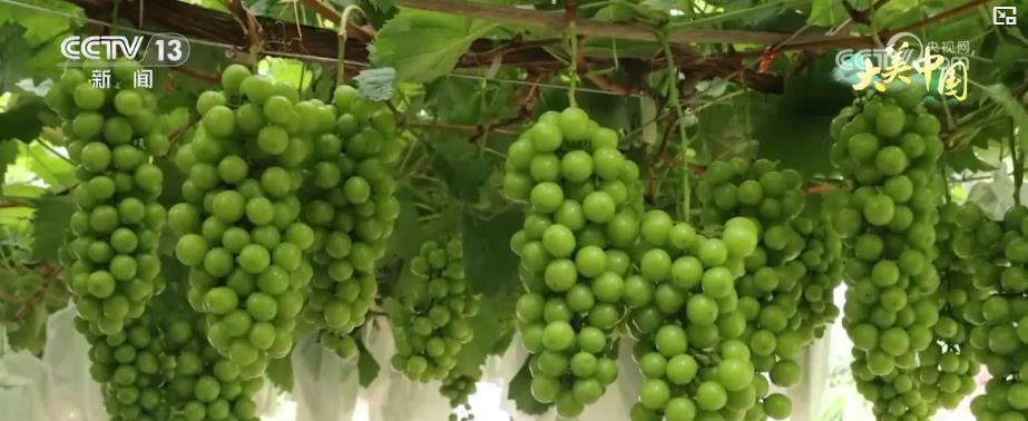 夏日丰收季：特色农业结硕果 乡村振兴添活力