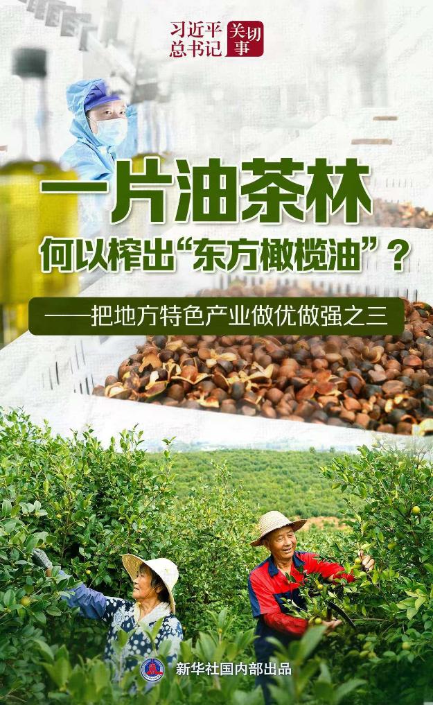 习近平总书记关切事丨让油茶树变成百姓“摇钱树”——把地方特色产业做优做强之三