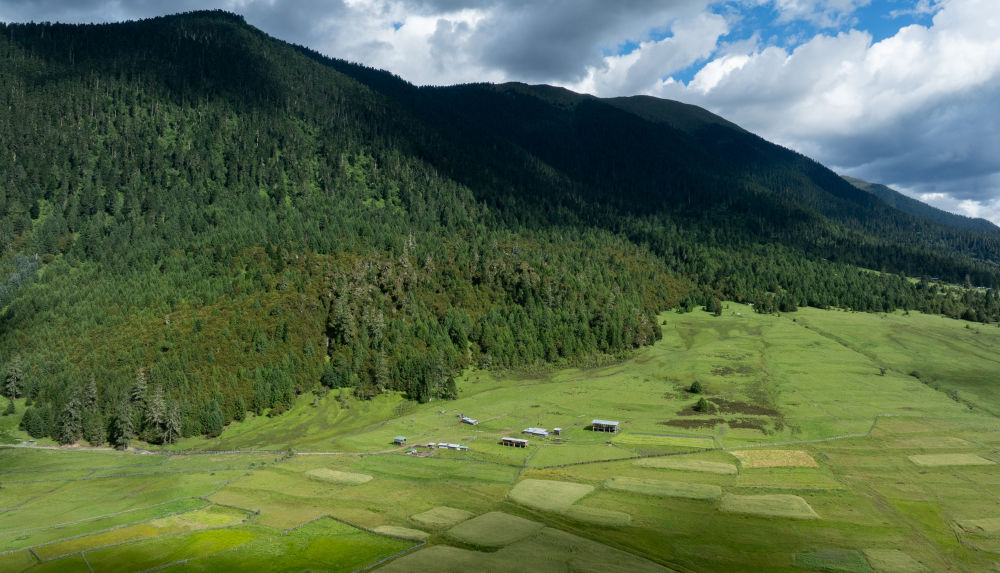 文旅新探·夏游西藏｜鲁朗写生记：云海漫卷林海间