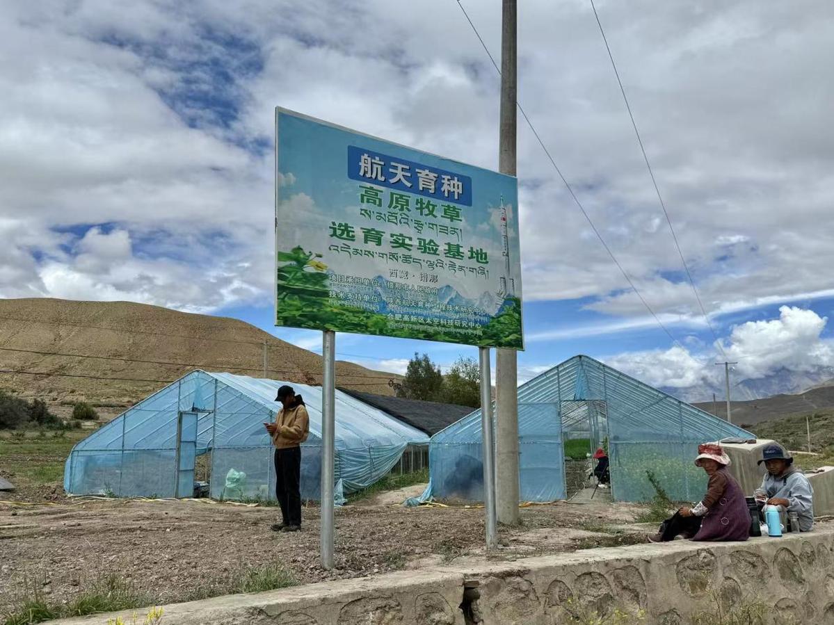 辉煌60年·我们的家园｜“天选之种”在西藏错那种出绿色奇迹