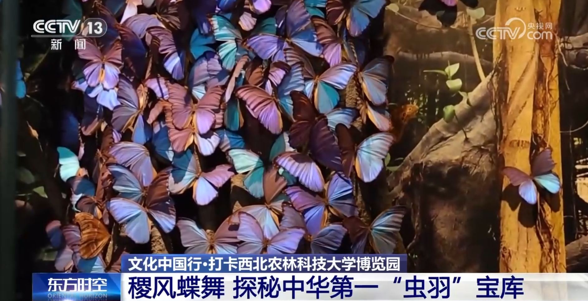 文化中国行丨探秘中华第一“虫羽”宝库 来这上一堂最生动自然课