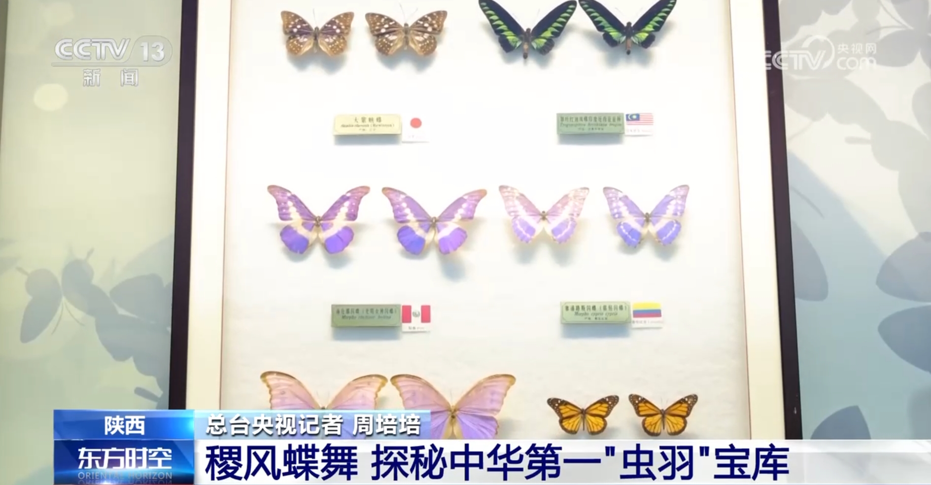 文化中国行丨探秘中华第一“虫羽”宝库 来这上一堂最生动自然课