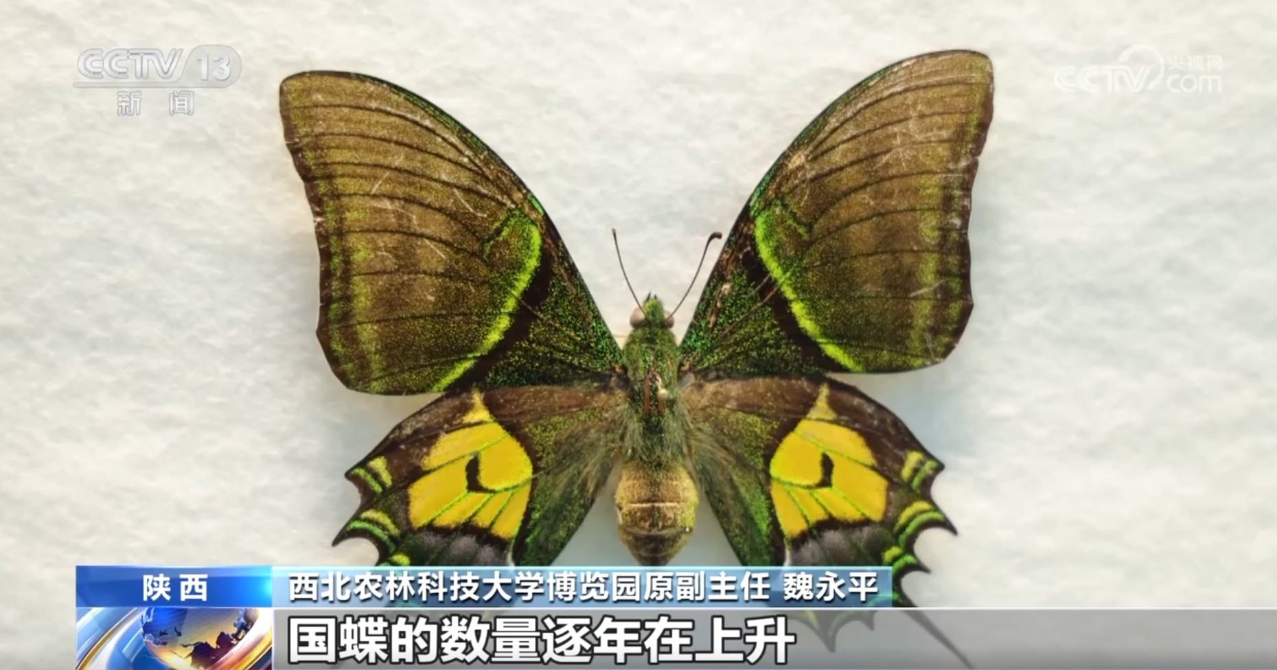 文化中国行丨探秘中华第一“虫羽”宝库 来这上一堂最生动自然课