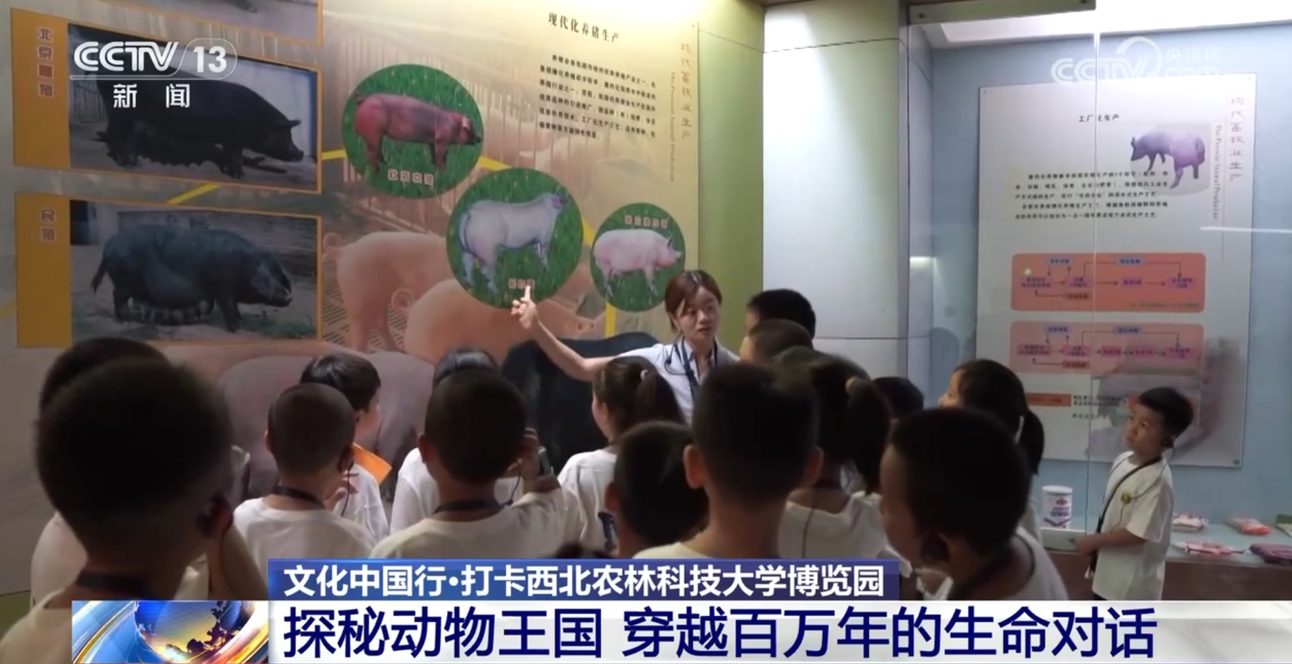 文化中国行丨探秘中华第一“虫羽”宝库 来这上一堂最生动自然课