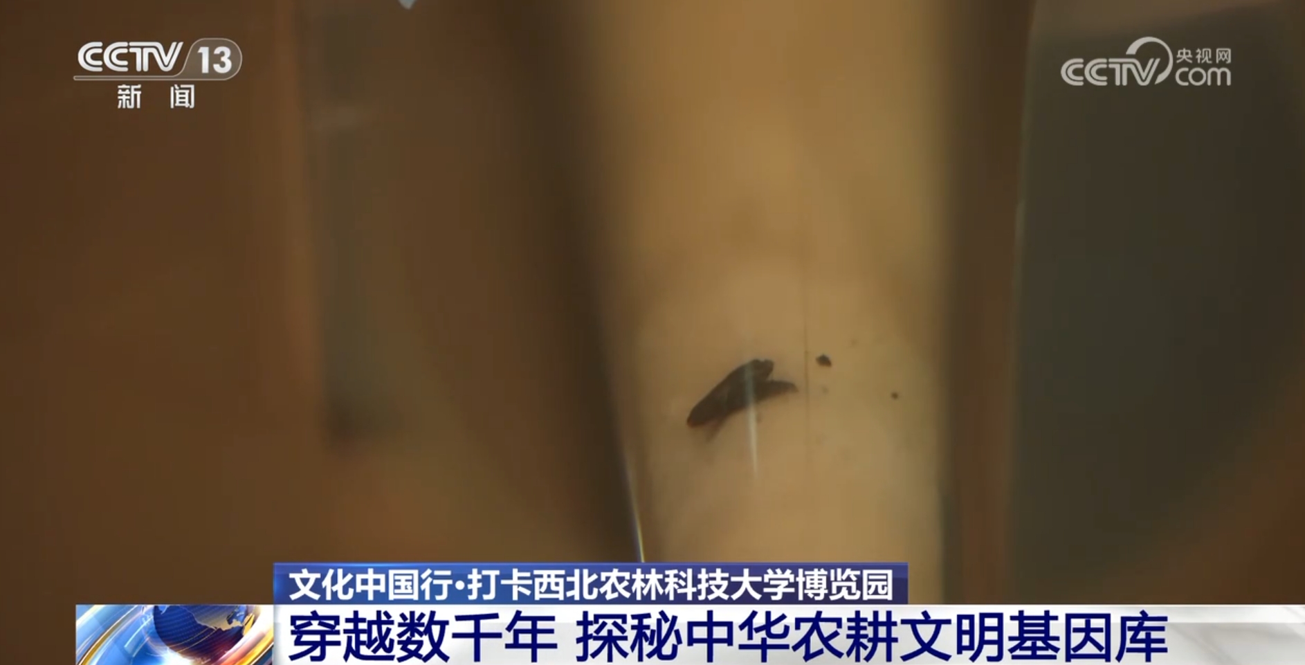 文化中国行丨探秘中华第一“虫羽”宝库 来这上一堂最生动自然课