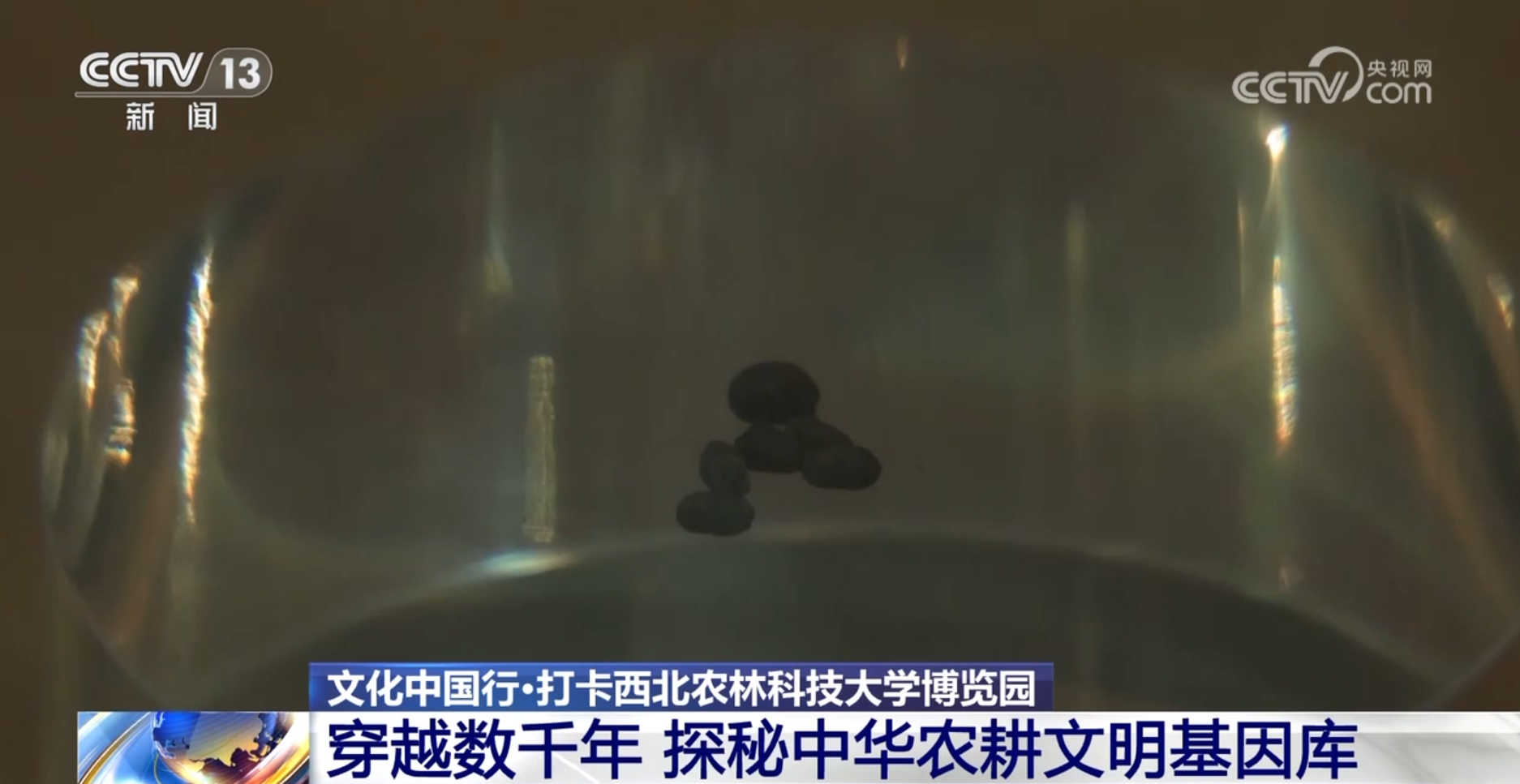 文化中国行丨探秘中华第一“虫羽”宝库 来这上一堂最生动自然课