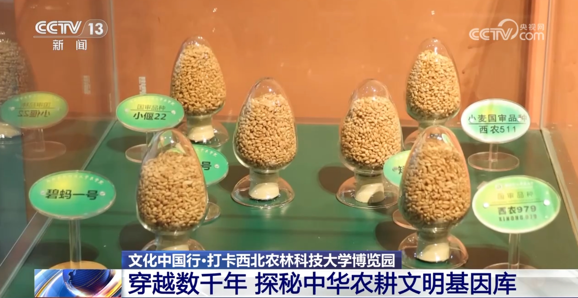 文化中国行丨探秘中华第一“虫羽”宝库 来这上一堂最生动自然课